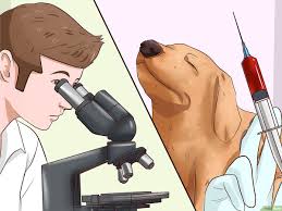 Comment je fais moi pour savoir s'il est pair ? Comment Identifier Les Vers Chez Le Chien Avec Images
