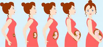 Gestation comes from the latin gestare, which means to bear, or give birth to. Pregnancy Background Woman Gestation Steps Icons Cartoon Character Free Vector In Adobe Illustrator Ai Ai Format Encapsulated Postscript Eps Eps Format Format For Free Download 2 11mb