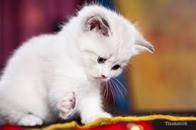 White, or light colored, cats are more susceptible to squamous cell carcinoma. Kitten Care 101