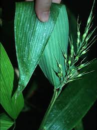 Image result for Olyra latifolia