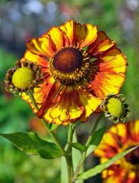 Helenium Can Can Claire Austin Flower Therapy Echinacea