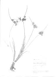 Image result for Pycreus flavescens