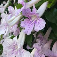 Image result for Bignonia callistegioides