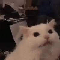 Meme Cat Gifs Get The Best Gif On Giphy