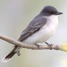 Juveniles lack the black breast and crown bands, and have all black bills. Eastern Kingbird Wikipedia