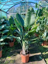 Image result for Strelitzia nicolai