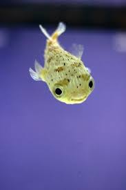 Baby Porcupine Puffer Fish Google Search Cute Little Animals Pet Fish Cute Baby Animals