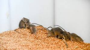 Here is some footage of just how bad mice can be when numbers explode. Taking Stock Is Research The Key To Mice Plague Battle The Land Nsw
