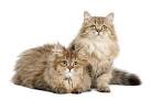 British Longhair Cat Breeders and Information