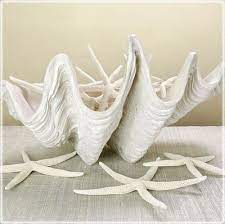 It will make a very nice deck that is attractive. 13 Clam Shell Decor Ideas Shell Decor Clam Shell Giant Clam