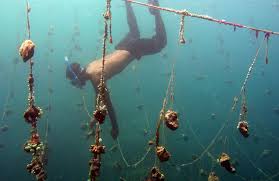 The sea sponge is a somewhat soft coral animal that lives similar to plants. 6 Tips To Care For Natural Sea Sponges Aka Sea Babies Dirty Mermaid
