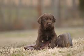Find the perfect lab puppies stock photos and editorial news pictures from getty images. Top Quality Labrador Retrievers Breed In Tn And Ms