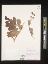 Image result for Tetracera boiviniana