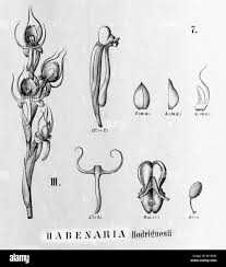 Image result for Habenaria armatissima