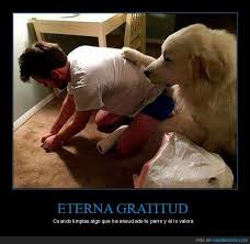 Eterna Gratitud Funny Dogs Funny Animals Dog Memes