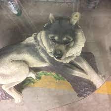 Favorite this post jul 10 Best Wolf Tables For Sale In Calgary Alberta For 2021