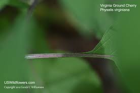 Maybe you would like to learn more about one of these? Us Wildflower Virginia Groundcherry Ground Cherry Lanceleaf Groundcherry Hog Plum Husk Tomato Physalis Virginiana