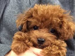 We did not find results for: Wanted Red Toy Poodle Puppy Only In Bristol On Freeads Classifieds Toy Poodles Classifieds