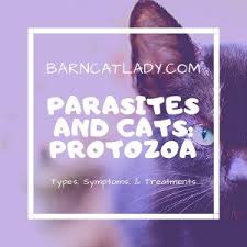 They live all over the globe and some of on the other hand, there are also some other, more dangerous health issues, which can affect both humans and cats. Parasites And Cats Protozoa The Barn Cat Lady