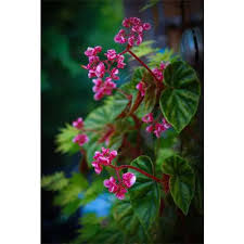 Image result for Begonia wollastonii