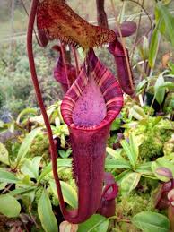 Pitcher plant (nepenthes spectabilis x ventricosa). Nepenthes Nitrogenseekers Page 5 Carnivorous Plants Plants Endangered Plants