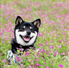 Black And Tan Shiba Inu Miku The Shiba Inu Is Such A Beautiful Shiba Inu She Has The Most Tremendous Food Catching Skills Our Favorite Black Shiba Inu Dog Shiba Inu Black Shiba Inu