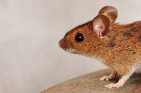 Keep in mind that this does not mean they need to sit down to a full fest. T Hasegawa Co Ends Deadly Animal Tests After Peta Appeal