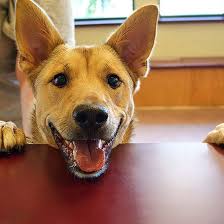 Vet tech or cvt greenfield. View Our Photo Gallery Crawford Animal Hospital