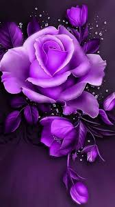 Starry Night Lavender Dazzle Purple Flowers Wallpaper Purple Roses Flower Wallpaper