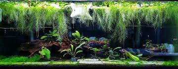 1.underground plants that grow with their foliage totally submerged under water,such as vallisneria. What The Fiish Cetaphil Plants Are Far More Interesting Than People Totally Agree Floating Plants Planted Aquarium Aquarium Pictures