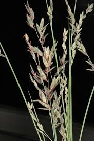 Image result for Eragrostis