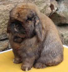 The little holland lop is one of the cutest little rabbit breeds around. Holland Lop Rabbit Breed Lafeber Co Small Mammals
