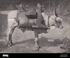 Indian water carrier bullock india hi ...