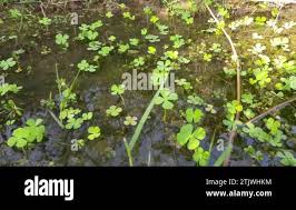 Image result for Marsileaceae