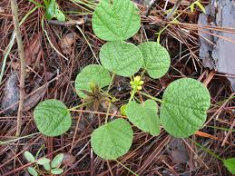 Image result for Rhynchosia chapmanii