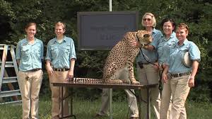 In 1987, the oldest portions of the park were. Cheetah Sets Record Cincinnati Zoo Youtube