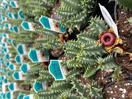 Image result for Huernia zebrina