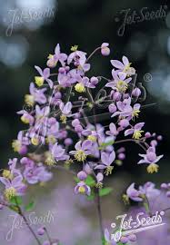 Image result for Thalictrum