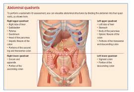 Anatomy organs human anatomy and physiology atlas anatomy quadrants of the abdomen umbilical hernia hand hygiene clinical research science photos medical assistant. Left Upper Quadrant Organs