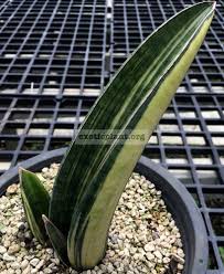 Image result for Sansevieria sinus-simiorum