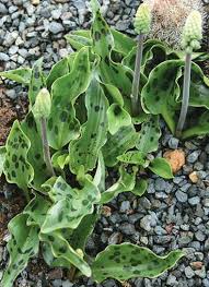 Image result for Drimiopsis