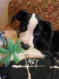 4:35 petrescueguru 12 611 просмотров. Adopt A Pet Petsmart Charities