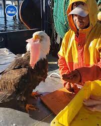 Eagle masterfully steals fish from fisherman | The audacity! | By Daily Mail Video | Facebook