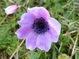 Pin By Ioanna Melody On Anemones Aphrodite S Tears For Adonis S Death Anemone Anemone Flower Flowers