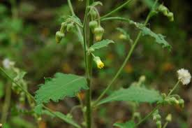 Image result for Blumea