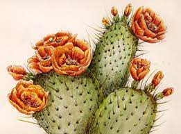 Prickly pear(opuntia) is similar to fused in a chain green pancakes decorated with a pattern of short spines. Old Man Prickly Pear Cactus Cactus Drawing Cactus Paintings Cactus