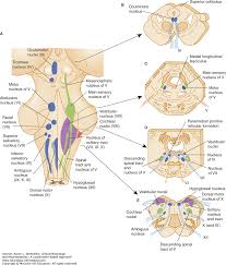 Sensory nuclei end up more to the sides and motor are more medially. The Brainstem And Cranial Nerves Clinical Neurology And Neuroanatomy A Localization Based Approach Accessneurology Mcgraw Hill Medical