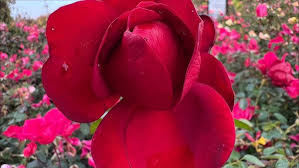 Grandview Rose Garden in Grandview, Washington