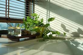 Plant juicy plants in flower boxes and around the edges of simple basic beds. Growing Money Plant In Pots Indoors Balcony Agri Farming