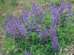 (perennial salvia) improvement over 'may night'; New Perennials 2012 Landscape Ontario